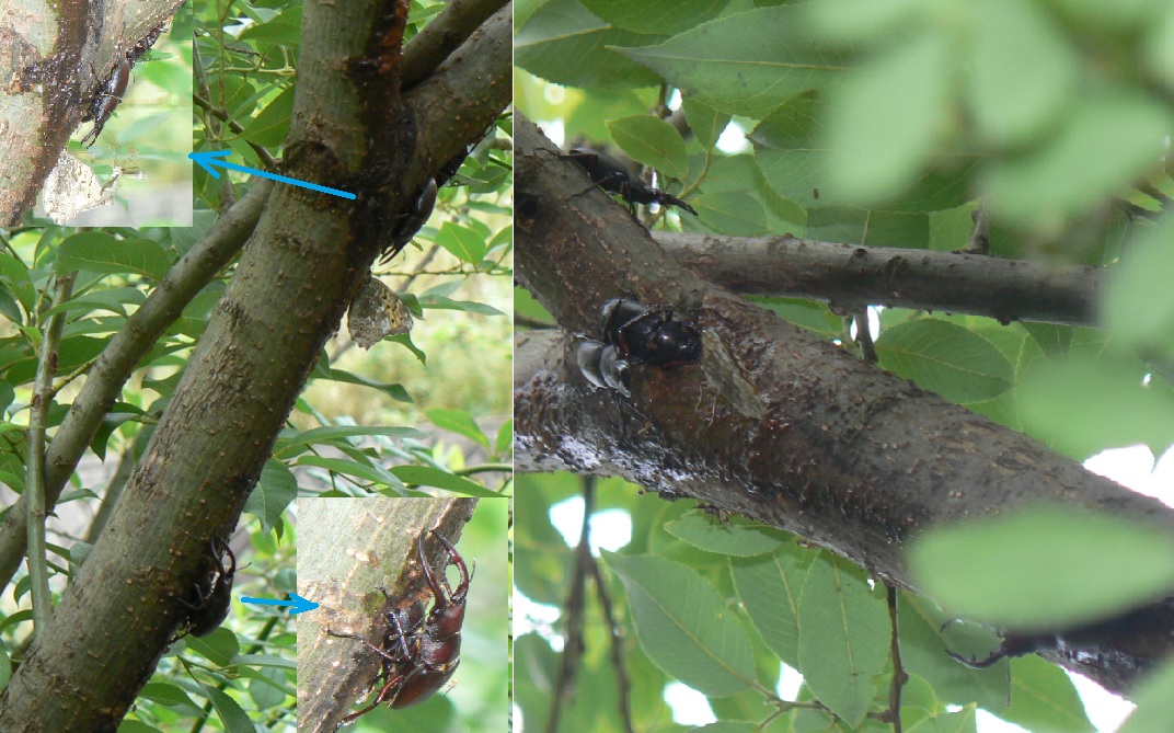 川縁のヤナギ(左)_ノコギリクワガタが鈴なり_2021年6月6日6時25分頃 21度
